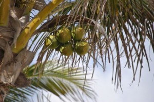 coconut_1_197288