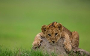 lion-cub-cute_tn2